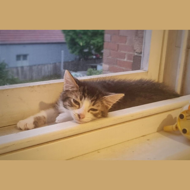 Photo of Twix