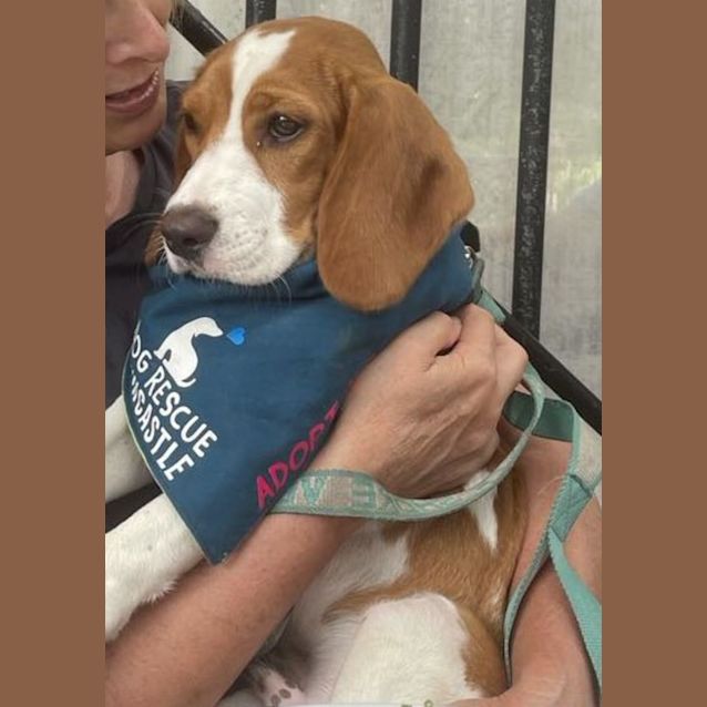 Boris 6 Month Old Beaglier Medium Male Beagle x Cavalier King