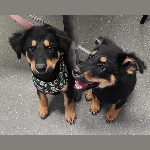 Photo of Everest   9 Week Old Rottweiler X (Hold)
