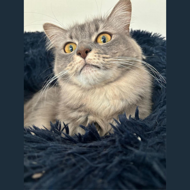 Photo of Smoosh & Muffin Gem