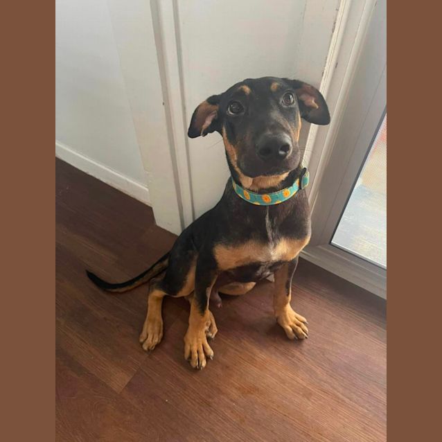 Photo of Koochie 