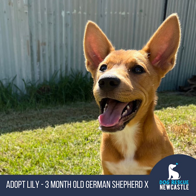 Photo of Lily   3 Month Old German Shepherd X (Trial)
