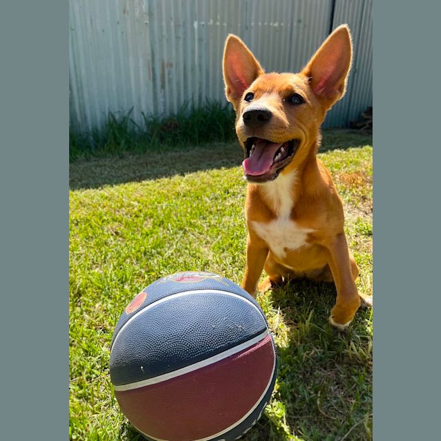 Photo of Lily   3 Month Old German Shepherd X (Trial)