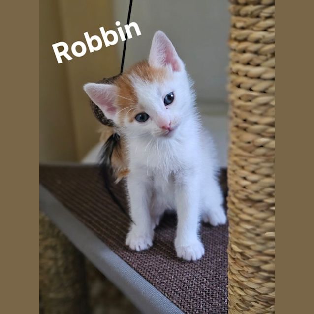 Photo of Robbin