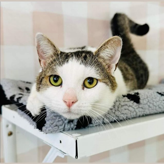 Photo of Tic Tac   Meet Me At Nelly's Ark In Fairfield