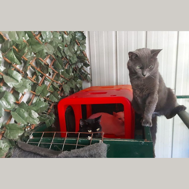 Photo of Charles 👑