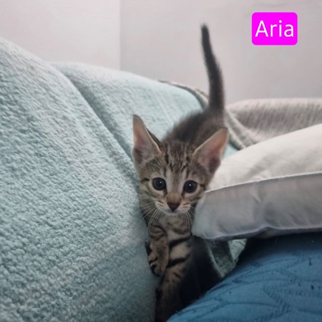 Photo of Aria