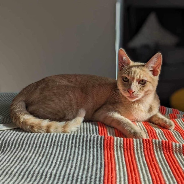 Photo of 10465   Caramel