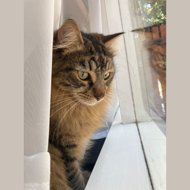 Photo of Milo & Brownie 💙💙