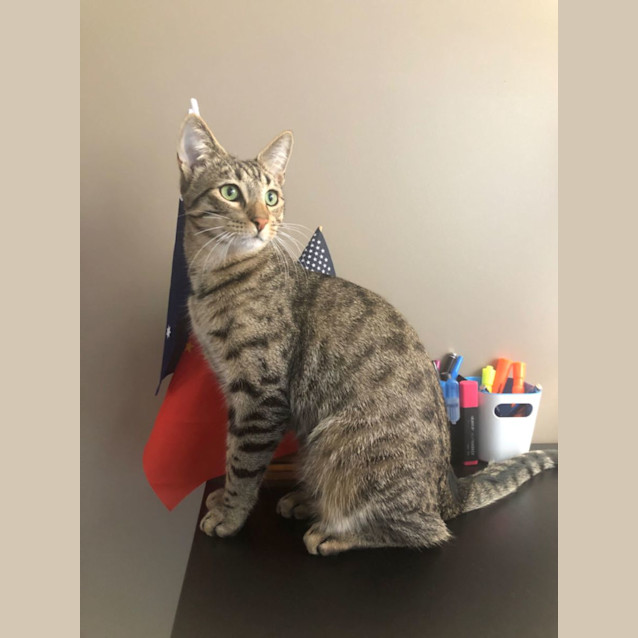 Photo of Milo & Brownie 💙💙