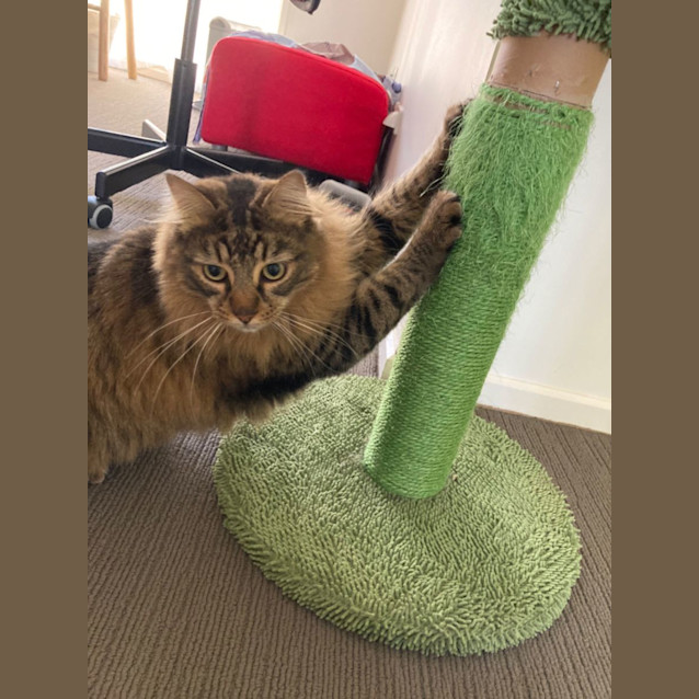 Photo of Milo & Brownie 💙💙