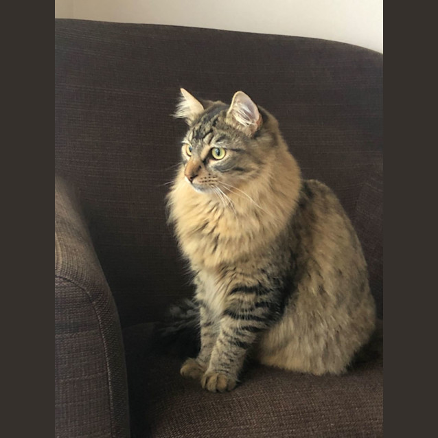 Photo of Milo & Brownie 💙💙