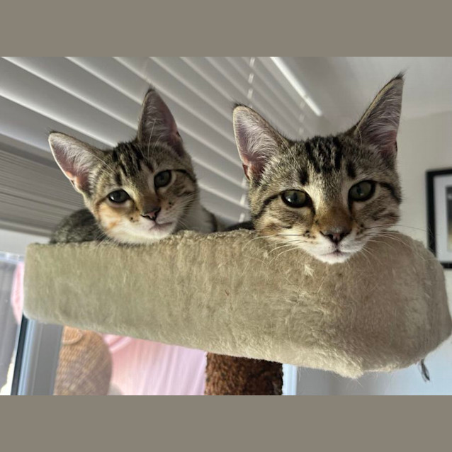 Photo of Violet  Located In Frankston