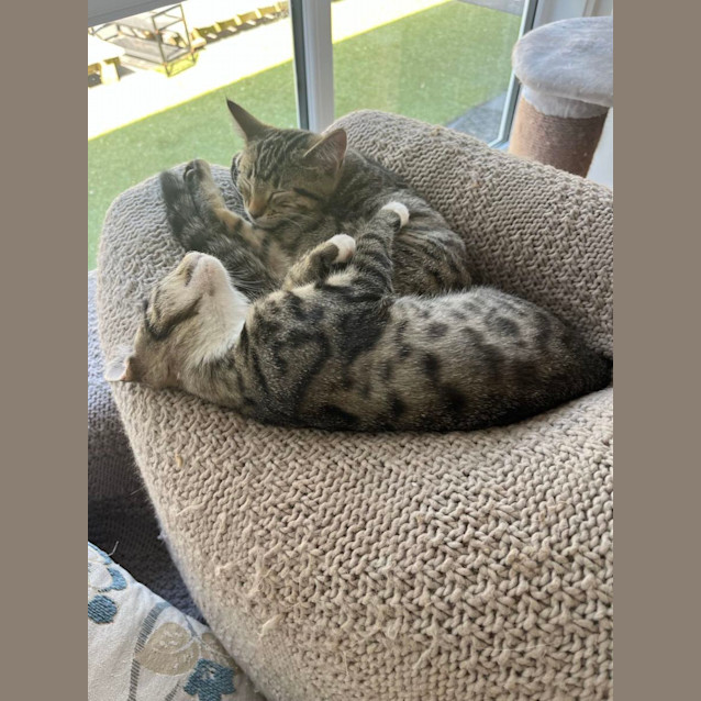 Photo of Violet  Located In Frankston