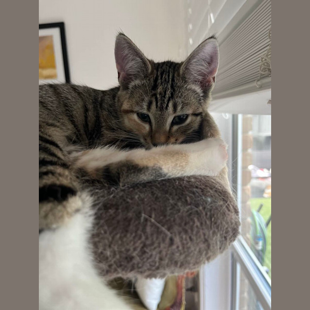 Photo of Violet  Located In Frankston