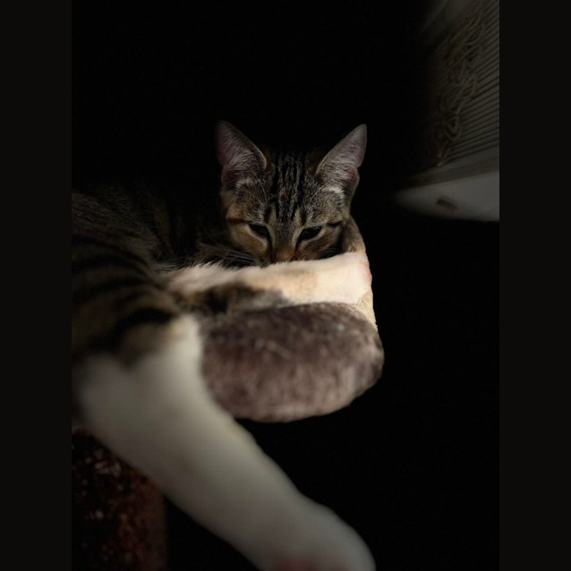 Photo of Violet  Located In Frankston