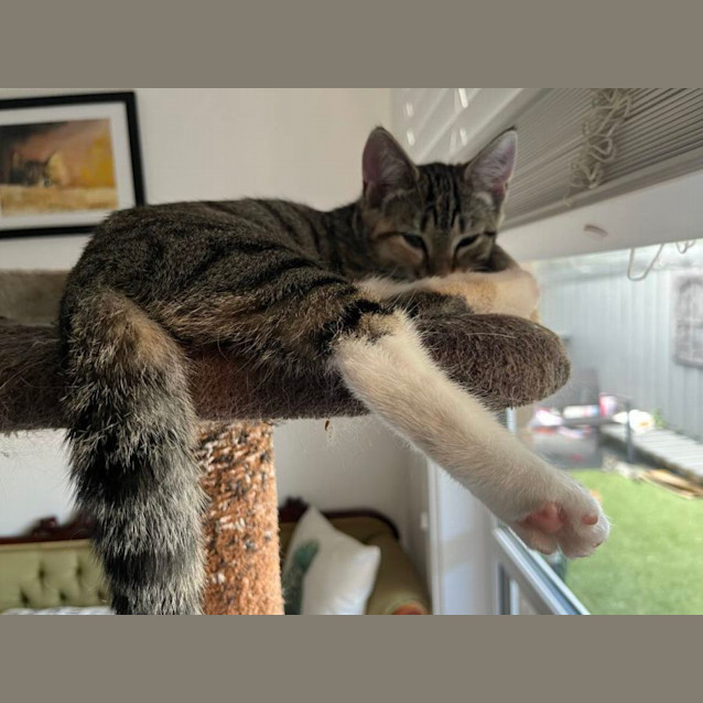 Photo of Violet  Located In Frankston