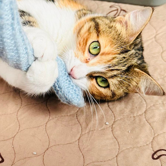 Photo of Jd & Zelda   Located In Preston