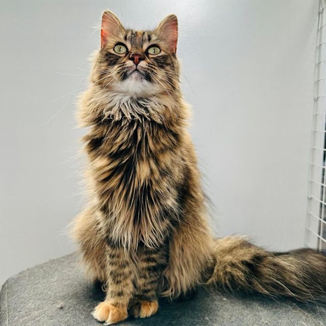 Photo of Zelda   Located In Preston