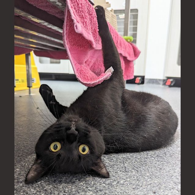 Photo of Tibbs