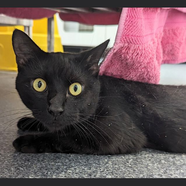 Photo of Tibbs