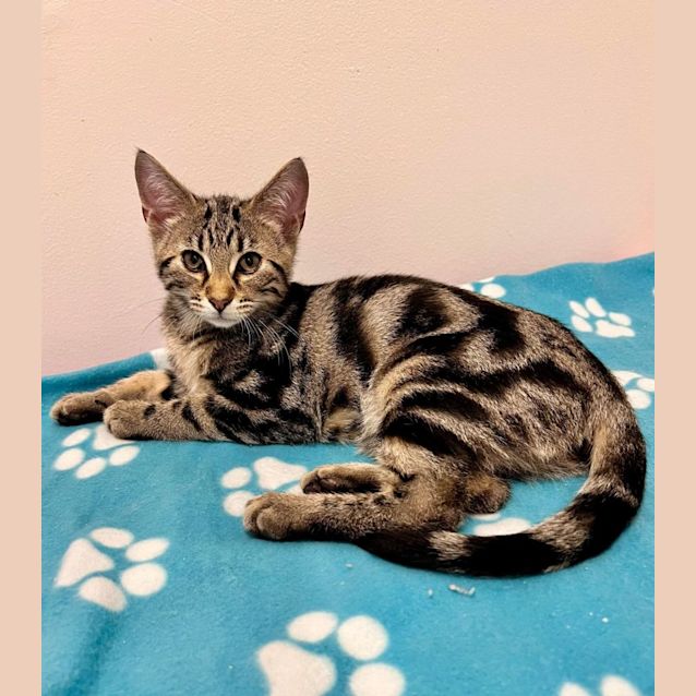 Photo of Jinx   Located In Doreen