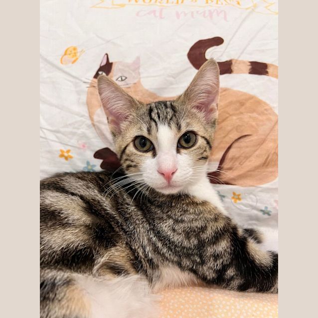 Photo of Harry   Located In Doreen