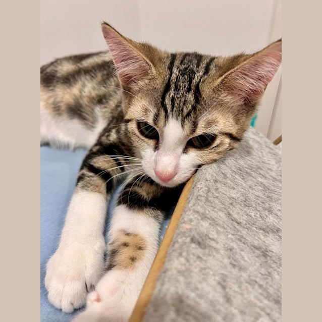 Photo of Harry   Located In Doreen