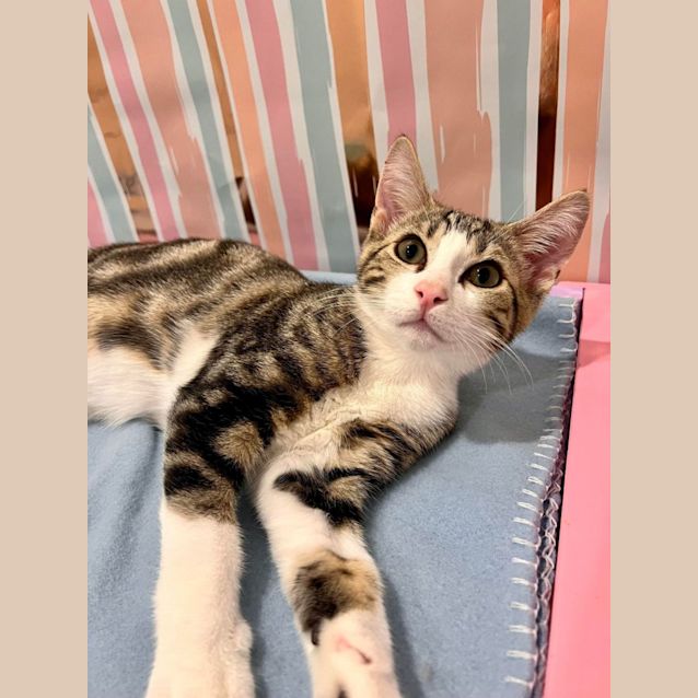 Photo of Harry   Located In Doreen