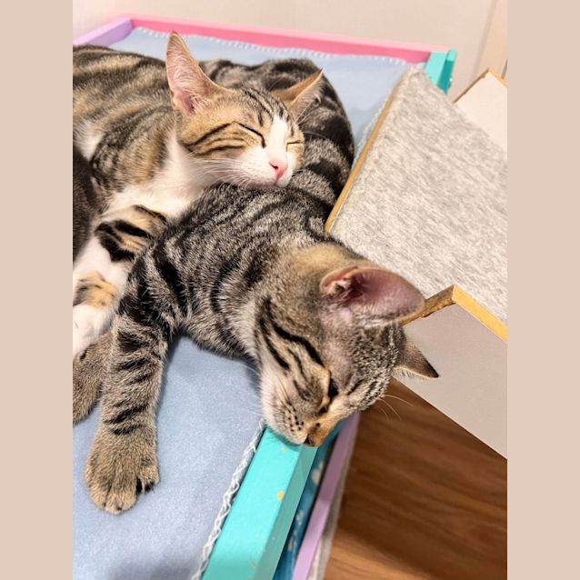 Photo of Harry   Located In Doreen