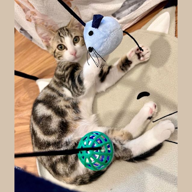 Photo of Harry   Located In Doreen