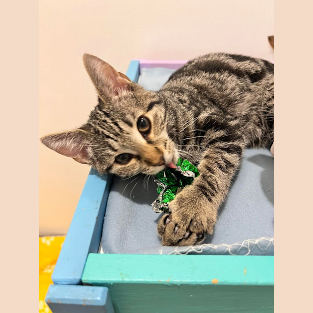 Photo of Maggie   Located In Doreen