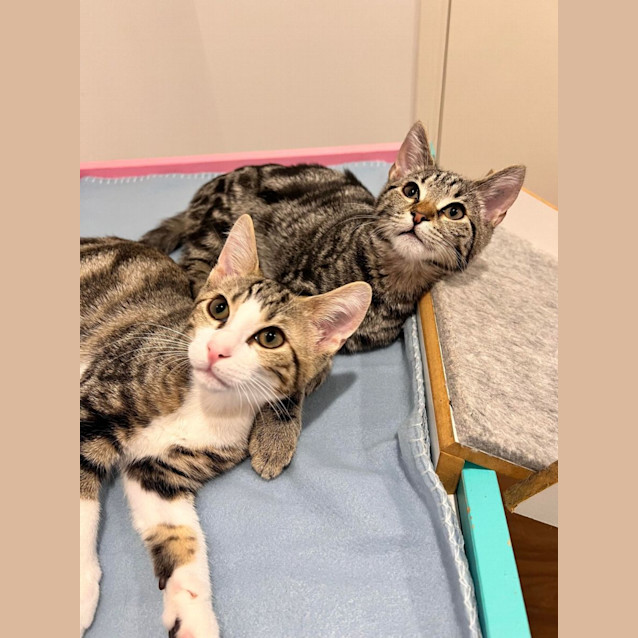 Photo of Maggie   Located In Doreen