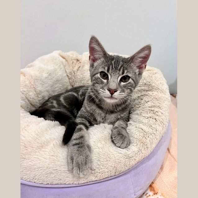 Photo of Finley   Located In Doreen