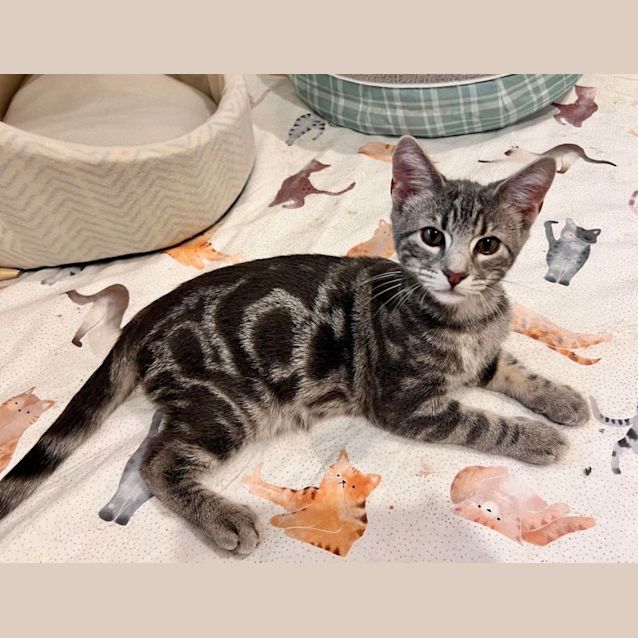 Photo of Finley   Located In Doreen