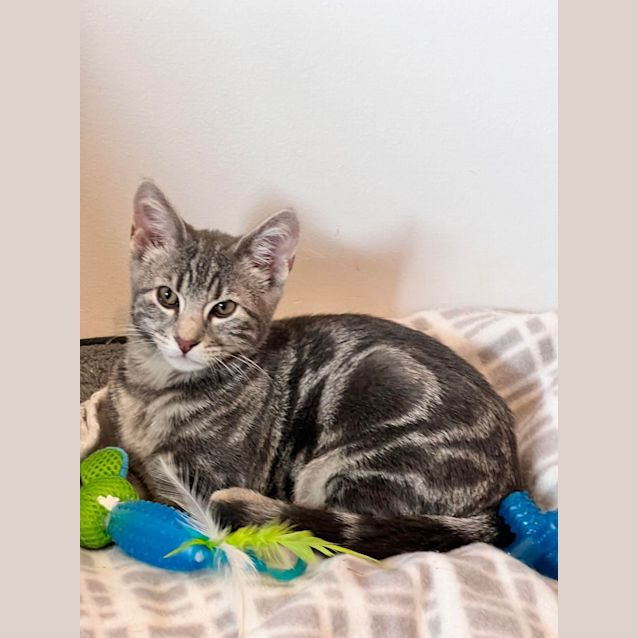 Photo of Finley   Located In Doreen