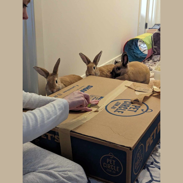 Photo of Mixie, Mishka And Marvel 