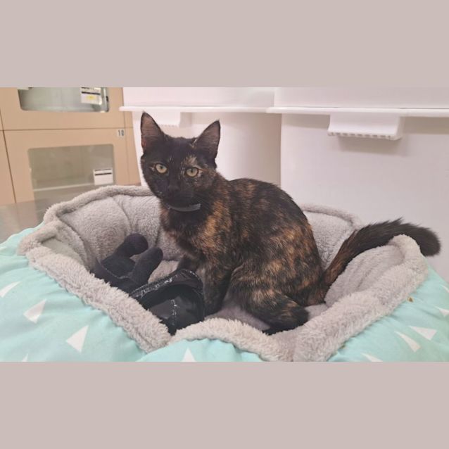 Photo of Parton (0106)