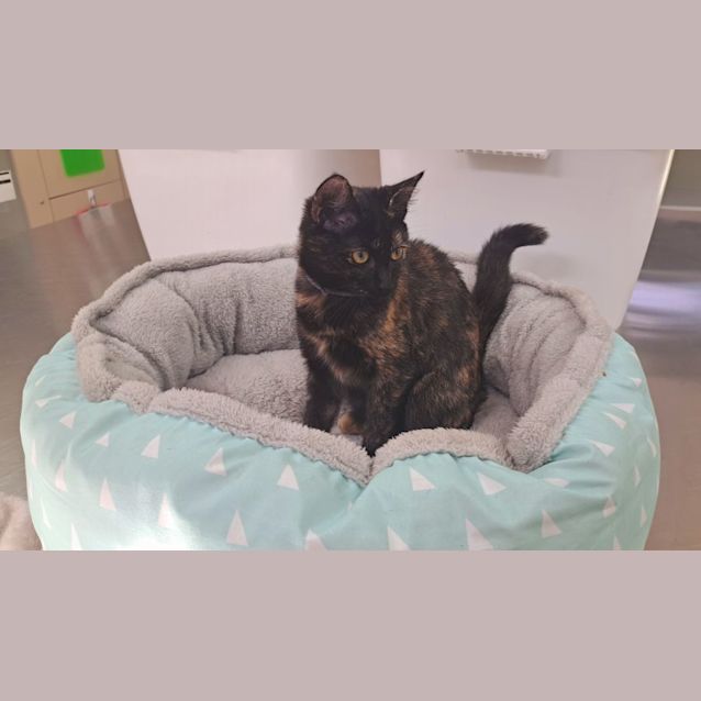 Photo of Parton (0106)