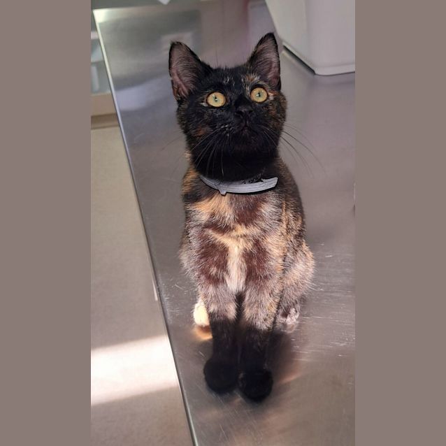 Photo of Parton (0106)