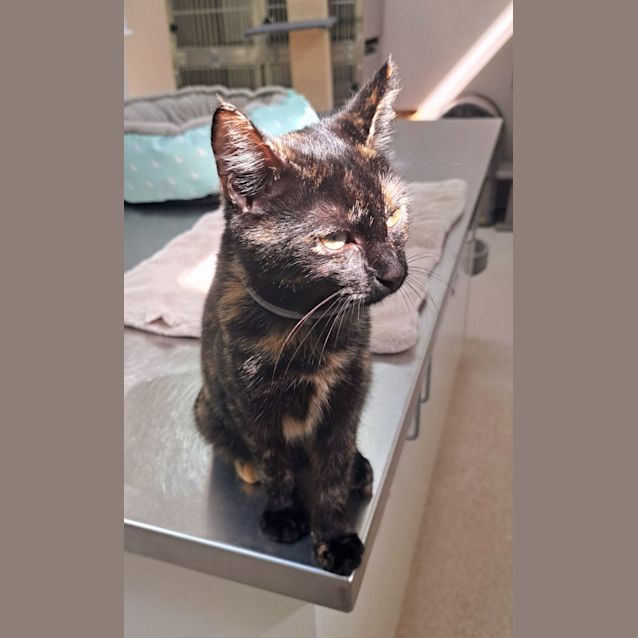 Photo of Parton (0106)