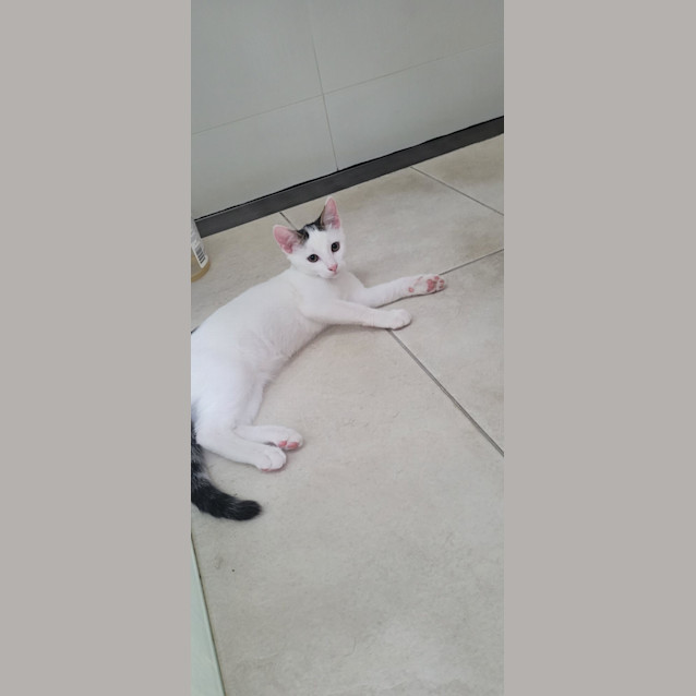 Photo of Ojo   4 Month Old Domestic Short Hair (Trial)