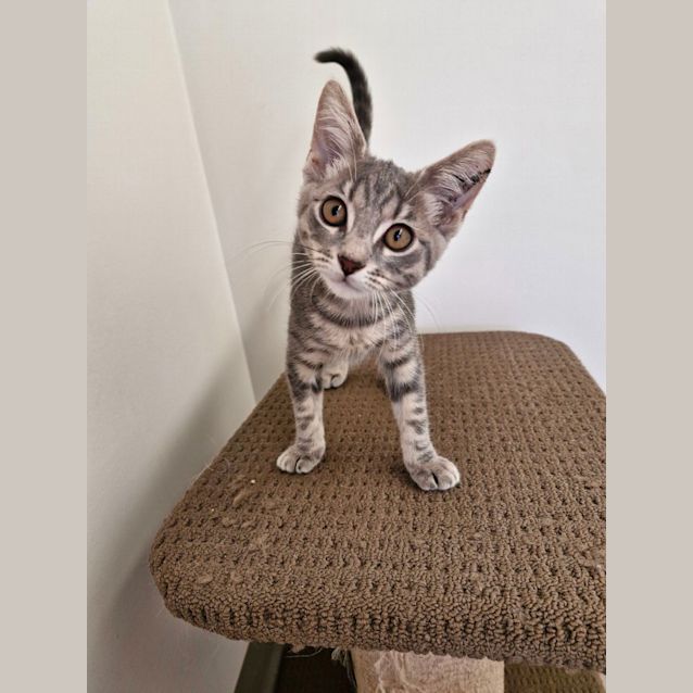 Photo of C1285 Twinkle 