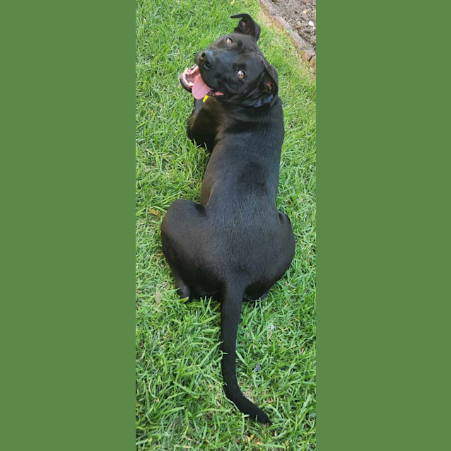 Photo of Buddy 