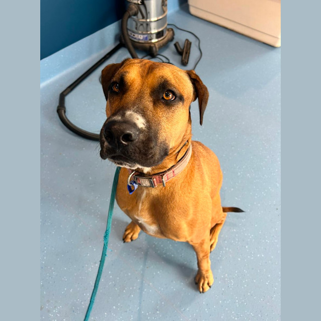 Photo of Ruby   2 Year Old Ridgeback X Boxer (Trial)