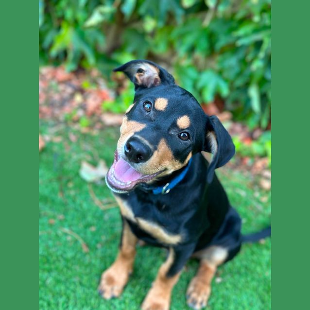 Photo of Billy Buttons