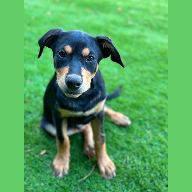 Photo of Desert Flame