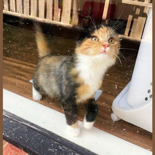 Photo of 🐄Jersey🐄