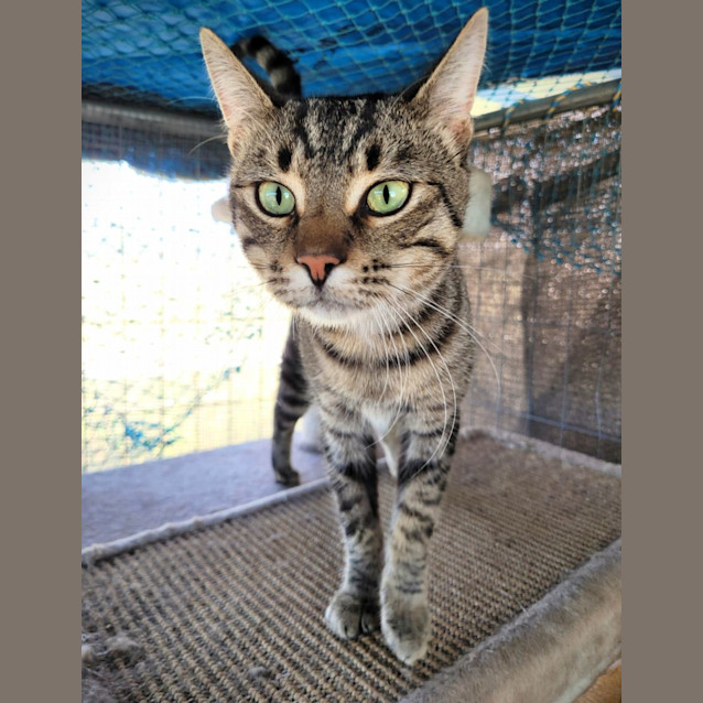 Photo of Ted The Tabby