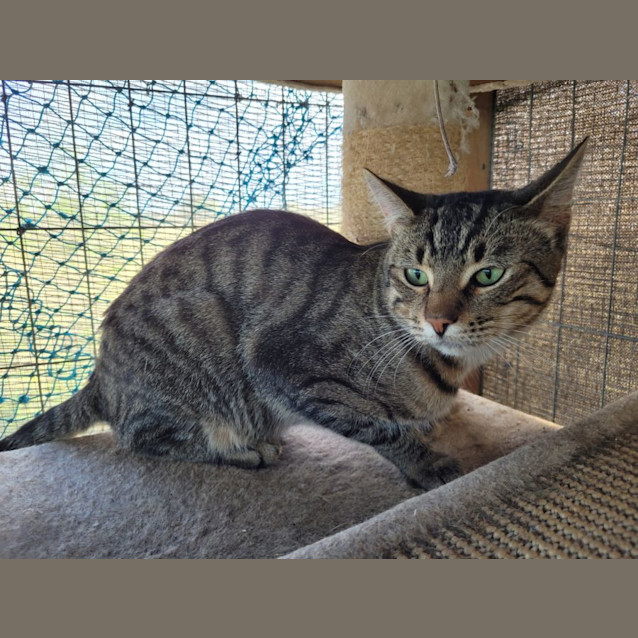 Photo of Ted The Tabby